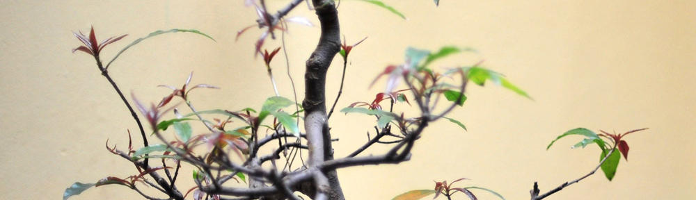 Winchester VA web design, development, graphics, and maintenance